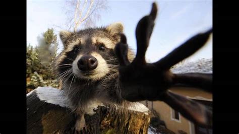 waschbär lustig